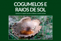 "Cogumelos e Raios de Sol"